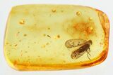 Detailed Fossil Planthopper (Fulgoroidea) In Baltic Amber #325252-1